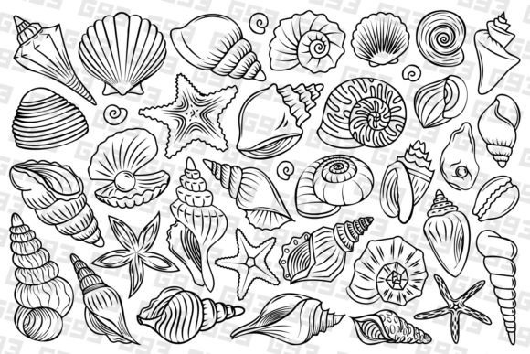 Download Line Art Seashell Illustrations - Illustrations Collection