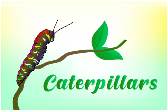 Download Caterpillars Hand Drawn Illustrations - Illustrations Collection